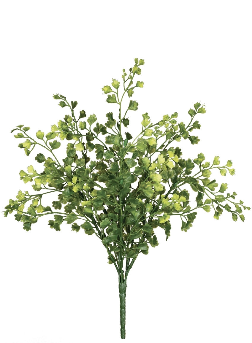 Maiden Hair Fern Bush
