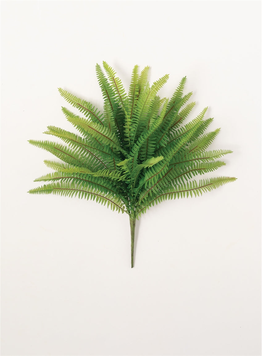 Fern Bush