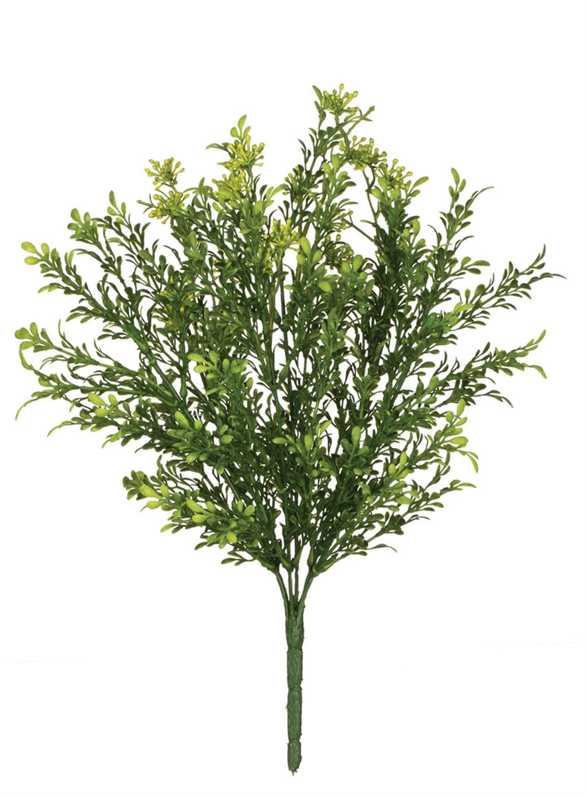 Tealeaf Berry Plant