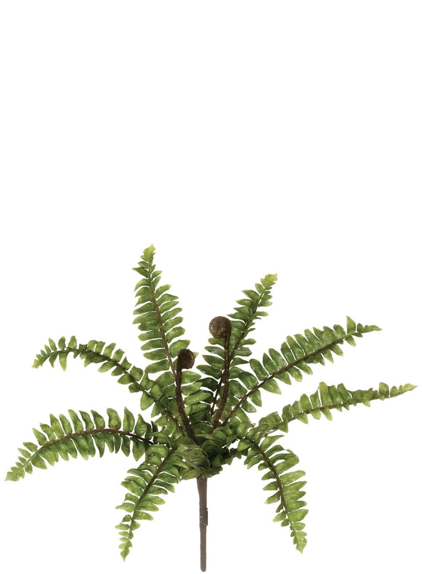 Fern Bush