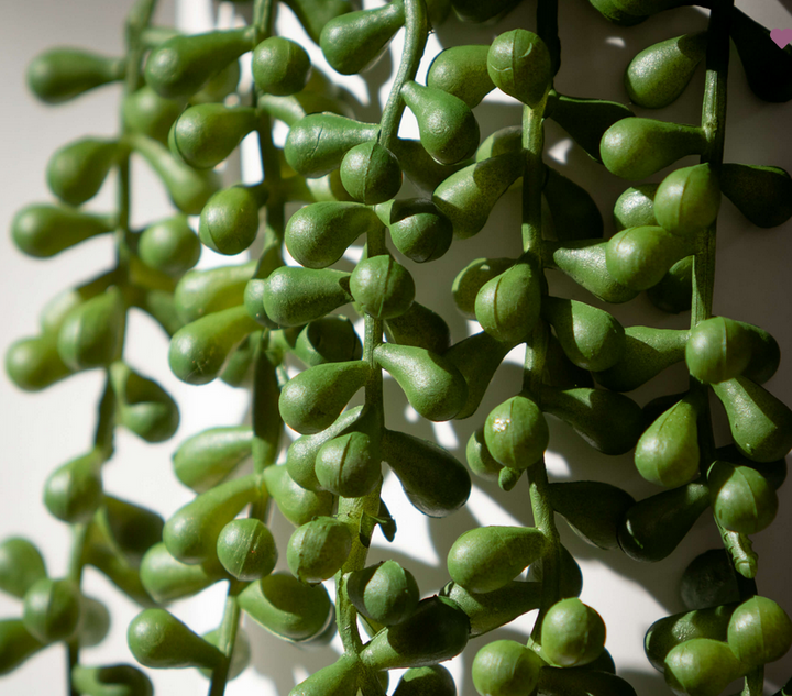 Hanging Succulent Spray