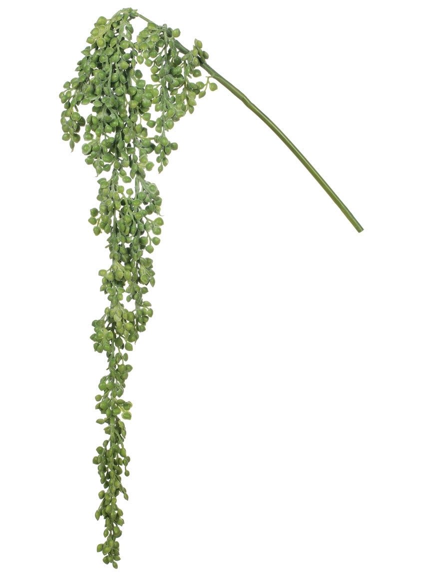 Hanging Succulent