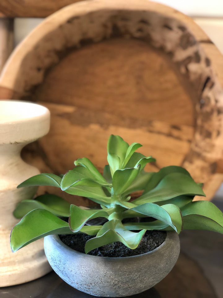 Potted Succulent