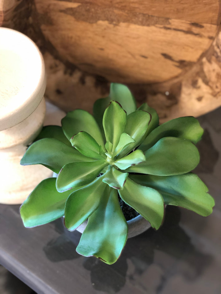 Potted Succulent