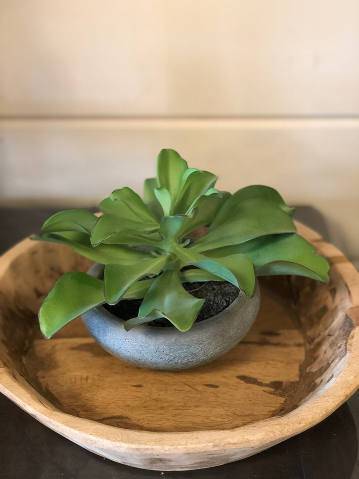 Potted Succulent